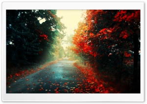 Landscapes Trees Autumn Ultra HD Wallpaper for 4K UHD Widescreen desktop, tablet & smartphone