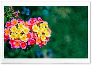 Lantana Bokeh Ultra HD Wallpaper for 4K UHD Widescreen desktop, tablet & smartphone