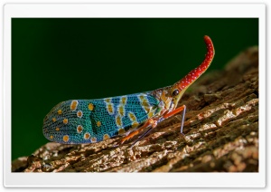 Lantern Bug, Pyrops Candelaria, Macro, Insect 4K UHD Wallpaper for Widescreen and UltraWide Desktop, UltraHD TV, Smartphone, Tablet