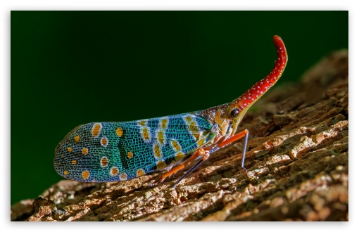 Lantern Bug, Pyrops Candelaria, Macro, Insect UltraHD Wallpaper for UHD 16:9 ; HD 16:9 ; Widescreen 16:10 5:3 ; Fullscreen 4:3 5:4 3:2 ; Tablet 1:1 ;