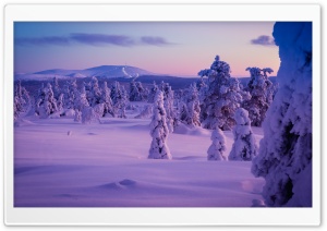 Lapland's Winter Charm, Snowy Trees and White Landscape Ultra HD Wallpaper for 4K UHD Widescreen Desktop, Lockscreen, Screensaver, TV, Tablet, Smartphone