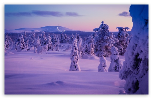 Lapland's Winter Charm, Snowy Trees and White Landscape UltraHD Wallpaper for UHD 16:9 ; HD 16:9 ; UltraWide 21:9 24:10 32:9 32:10 ; Widescreen 16:10 5:3 ; Fullscreen 4:3 5:4 3:2 ; Tablet 1:1 ; Mobile 9:16 9:19.5 9:20 9:21 9:22 10:16 2:3 3:5 3:4 ; Dual 16:10 5:3 16:9 4:3 5:4 3:2 ;