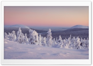 Lapland's Winter Splendor Snowy Fir Trees Ultra HD Wallpaper for 4K UHD Widescreen Desktop, Lockscreen, Screensaver, TV, Tablet, Smartphone