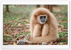 Lar Gibbon Primate Ultra HD Wallpaper for 4K UHD Widescreen desktop, tablet & smartphone