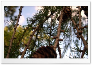 Larch 4K UHD Wallpaper for Widescreen and UltraWide Desktop, UltraHD TV, Smartphone, Tablet