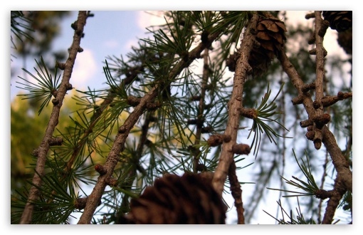 Larch UltraHD Wallpaper for HD 16:9 ; Widescreen 16:10 5:3 ; Fullscreen 4:3 5:4 3:2 ; Tablet 1:1 ; Mobile 3:5 3:4 ;