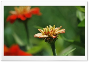 Large-Armed Flower Ultra HD Wallpaper for 4K UHD Widescreen desktop, tablet & smartphone