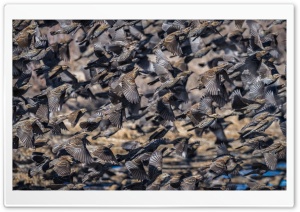 Large Flock of Birds Ultra HD Wallpaper for 4K UHD Widescreen desktop, tablet & smartphone