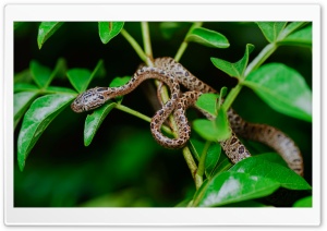 Large-spotted Cat Snake, Boiga Multomaculata, Tree Ultra HD Wallpaper for 4K UHD Widescreen desktop, tablet & smartphone