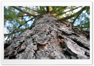 Larixdecidua 4K UHD Wallpaper for Widescreen and UltraWide Desktop, UltraHD TV, Smartphone, Tablet