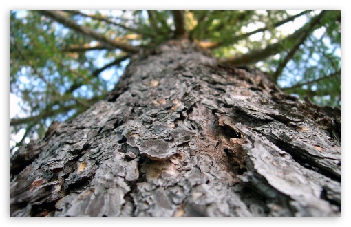 Larixdecidua UltraHD Wallpaper for HD 16:9 ; Widescreen 16:10 5:3 ; Fullscreen 4:3 5:4 3:2 ; Tablet 1:1 ;