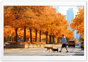 LaSalle Street, Chicago, Autumn Ultra HD Wallpaper for 4K UHD Widescreen desktop, tablet & smartphone