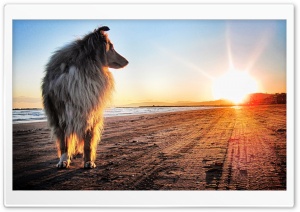 Lassie Dog Ultra HD Wallpaper for 4K UHD Widescreen desktop, tablet & smartphone