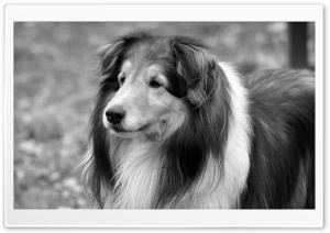 Lassie Dog Ultra HD Wallpaper for 4K UHD Widescreen desktop, tablet & smartphone