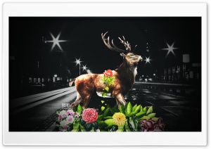 Last Deer  by Pacolix Ultra HD Wallpaper for 4K UHD Widescreen desktop, tablet & smartphone