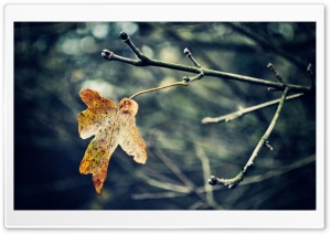 Last Leaf, Autumn Ultra HD Wallpaper for 4K UHD Widescreen desktop, tablet & smartphone