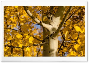 Last of the fall color 4K UHD Wallpaper for Widescreen and UltraWide Desktop, UltraHD TV, Smartphone, Tablet