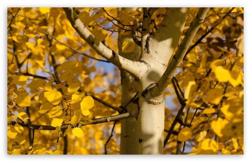 Last of the fall color UltraHD Wallpaper for UHD 16:9 ; HD 16:9 ; UltraWide 21:9 24:10 ; Widescreen 16:10 5:3 ; Fullscreen 4:3 5:4 3:2 ; Tablet 1:1 ;