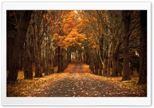 Late Autumn Ultra HD Wallpaper for 4K UHD Widescreen desktop, tablet & smartphone