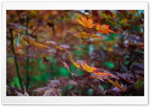 Late Summer Foliage Ultra HD Wallpaper for 4K UHD Widescreen desktop, tablet & smartphone