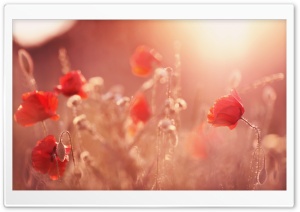 Late Summer Poppies Ultra HD Wallpaper for 4K UHD Widescreen desktop, tablet & smartphone