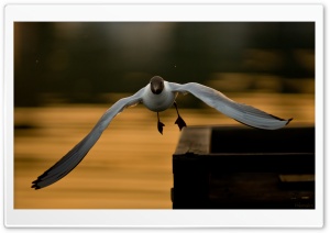 Laughing Gull Flying Ultra HD Wallpaper for 4K UHD Widescreen desktop, tablet & smartphone