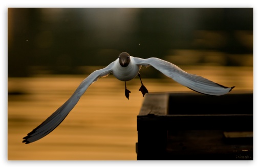 Laughing Gull Flying UltraHD Wallpaper for UHD 16:9 ; HD 16:9 ; Widescreen 16:10 5:3 ; Fullscreen 3:2 ;