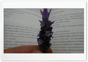 Lavander 4K UHD Wallpaper for Widescreen and UltraWide Desktop, UltraHD TV, Smartphone, Tablet