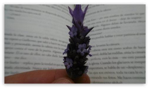 Lavander UltraHD Wallpaper for UHD 16:9 ; HD 16:9 ;