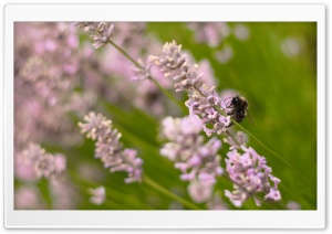 Lavender Ultra HD Wallpaper for 4K UHD Widescreen desktop, tablet & smartphone