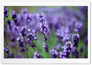 Lavender Ultra HD Wallpaper for 4K UHD Widescreen desktop, tablet & smartphone