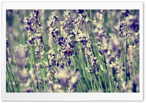 Lavender And A Ladybug Ultra HD Wallpaper for 4K UHD Widescreen desktop, tablet & smartphone