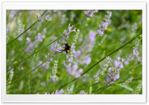 Lavender And Bee Ultra HD Wallpaper for 4K UHD Widescreen desktop, tablet & smartphone