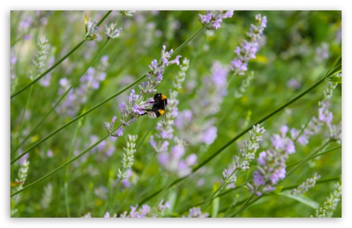 Lavender And Bee UltraHD Wallpaper for UHD 16:9 2160p 1440p 1080p 900p 720p ; 8K UHD TV 16:9 Ultra High Definition 2160p 1440p 1080p 900p 720p ; UltraWide 32:9 32:10 ; Widescreen 16:10 5:3 WHXGA WQXGA WUXGA WXGA WGA ; Fullscreen 4:3 5:4 3:2 UXGA XGA SVGA QSXGA SXGA DVGA HVGA HQVGA ( Apple PowerBook G4 iPhone 4 3G 3GS iPod Touch ) ; Tablet 1:1 ; Mobile 3:5 3:4 - ; Dual 16:10 5:3 16:9 4:3 5:4 WHXGA WQXGA WUXGA WXGA WGA 2160p 1440p 1080p 900p 720p UXGA XGA SVGA QSXGA SXGA ;