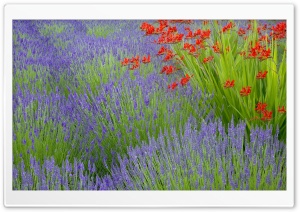 Lavender And Crocosmia Ultra HD Wallpaper for 4K UHD Widescreen desktop, tablet & smartphone