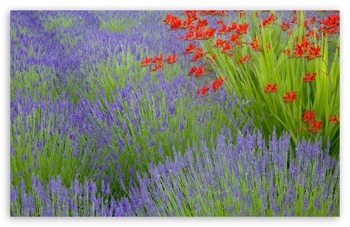 Lavender And Crocosmia UltraHD Wallpaper for Wide 16:10 5:3 Widescreen WHXGA WQXGA WUXGA WXGA WGA ; 8K UHD TV 16:9 Ultra High Definition 2160p 1440p 1080p 900p 720p ; Standard 4:3 5:4 3:2 Fullscreen UXGA XGA SVGA QSXGA SXGA DVGA HVGA HQVGA ( Apple PowerBook G4 iPhone 4 3G 3GS iPod Touch ) ; Tablet 1:1 ; iPad 1/2/Mini ; Mobile 4:3 5:3 3:2 16:9 5:4 - UXGA XGA SVGA WGA DVGA HVGA HQVGA ( Apple PowerBook G4 iPhone 4 3G 3GS iPod Touch ) 2160p 1440p 1080p 900p 720p QSXGA SXGA ;