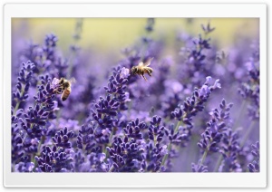 Lavender Bees Ultra HD Wallpaper for 4K UHD Widescreen desktop, tablet & smartphone