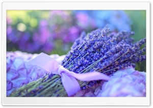 Lavender Bouquet Ultra HD Wallpaper for 4K UHD Widescreen desktop, tablet & smartphone