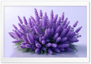Lavender Bush Art 4K UHD Wallpaper for Widescreen and UltraWide Desktop, UltraHD TV, Smartphone, Tablet