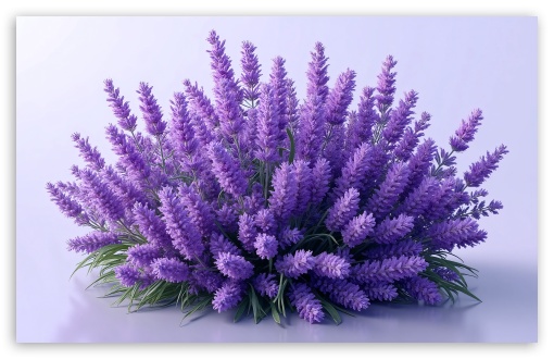 Lavender Bush Art UltraHD Wallpaper for UHD 16:9 ; HD 16:9 ; UltraWide 21:9 24:10 ; Widescreen 16:10 5:3 ; Fullscreen 3:2 ;