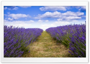 Lavender Field Ultra HD Wallpaper for 4K UHD Widescreen desktop, tablet & smartphone