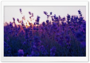 Lavender Field And Sunset Ultra HD Wallpaper for 4K UHD Widescreen desktop, tablet & smartphone