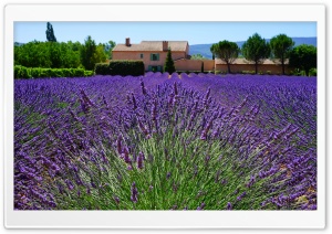 Lavender Field, Provencal House Ultra HD Wallpaper for 4K UHD Widescreen desktop, tablet & smartphone