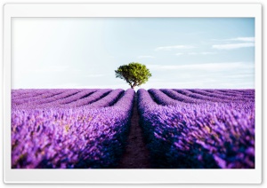 Lavender, Field, Purple, Bloom, Tranquility, Scenic, Meadow, Nature, Freshness, Summer, Relaxation, Beauty, Floral, Horizon 4K UHD Wallpaper for Widescreen and UltraWide Desktop, UltraHD TV, Smartphone, Tablet