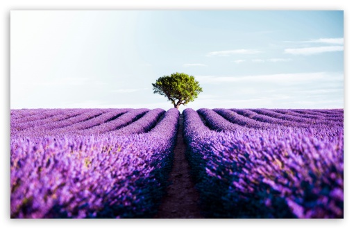 Lavender, Field, Purple, Bloom, Tranquility, Scenic, Meadow, Nature, Freshness, Summer, Relaxation, Beauty, Floral, Horizon UltraHD Wallpaper for UHD 16:9 ; HD 16:9 ; UltraWide 21:9 24:10 32:9 32:10 ; Widescreen 16:10 5:3 ; Fullscreen 4:3 5:4 3:2 ; Tablet 1:1 ; Mobile 9:16 9:19.5 9:20 9:21 9:22 10:16 2:3 3:5 3:4 ; Dual 16:10 5:3 16:9 4:3 5:4 3:2 ;