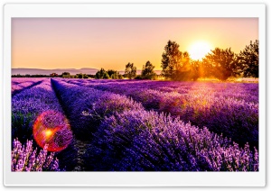 Lavender Fields in Golden Light 4K UHD Wallpaper for Widescreen and UltraWide Desktop, UltraHD TV, Smartphone, Tablet