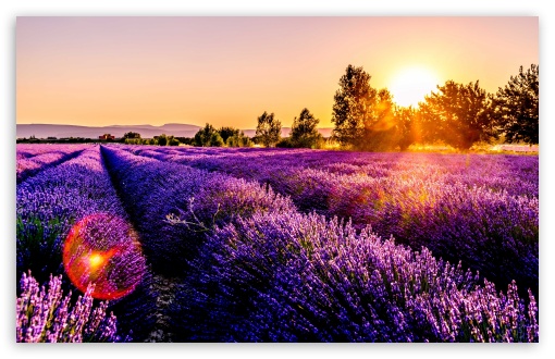 Lavender Fields in Golden Light UltraHD Wallpaper for UHD 16:9 ; HD 16:9 ; UltraWide 21:9 24:10 32:9 32:10 ; Widescreen 16:10 5:3 ; Fullscreen 4:3 5:4 3:2 ; Tablet 1:1 ; Mobile 9:16 9:19.5 9:20 9:21 9:22 10:16 2:3 3:5 3:4 ; Dual 16:10 5:3 16:9 4:3 5:4 3:2 ;