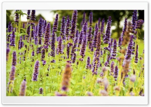 Lavender Flower Background Ultra HD Wallpaper for 4K UHD Widescreen desktop, tablet & smartphone