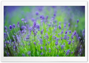 Lavender Flower Fields Close-up, Nature Photography Ultra HD Wallpaper for 4K UHD Widescreen desktop, tablet & smartphone