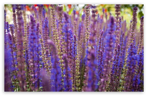 Lavender Flowers UltraHD Wallpaper for Wide 16:10 5:3 Widescreen WHXGA WQXGA WUXGA WXGA WGA ; 8K UHD TV 16:9 Ultra High Definition 2160p 1440p 1080p 900p 720p ; Standard 4:3 5:4 3:2 Fullscreen UXGA XGA SVGA QSXGA SXGA DVGA HVGA HQVGA ( Apple PowerBook G4 iPhone 4 3G 3GS iPod Touch ) ; Tablet 1:1 ; iPad 1/2/Mini ; Mobile 4:3 5:3 3:2 16:9 5:4 - UXGA XGA SVGA WGA DVGA HVGA HQVGA ( Apple PowerBook G4 iPhone 4 3G 3GS iPod Touch ) 2160p 1440p 1080p 900p 720p QSXGA SXGA ;